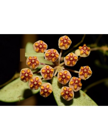 Hoya anncajanoae ( rooted cutting )