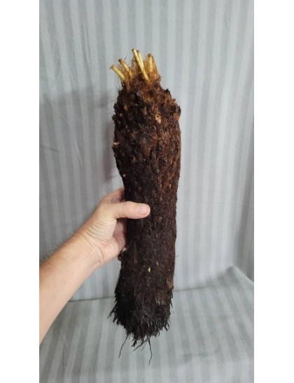 Brainea insignis 30cm trunk