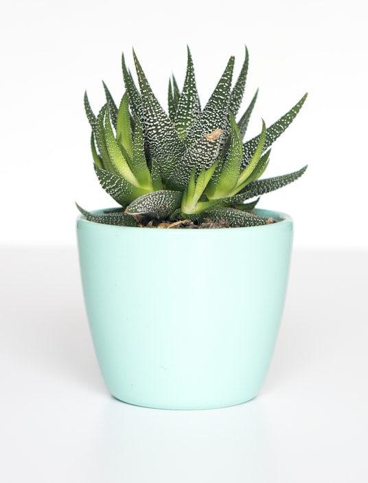Bromeliads