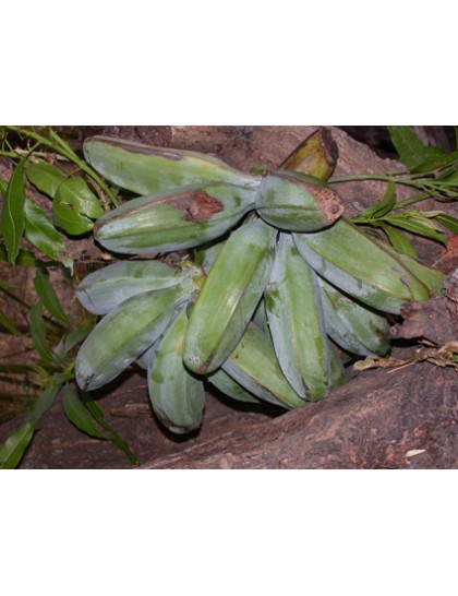Musa 'Silver Bluggoe'