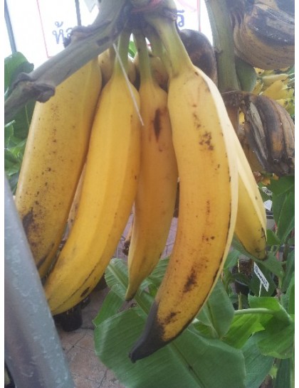 African rhino banana