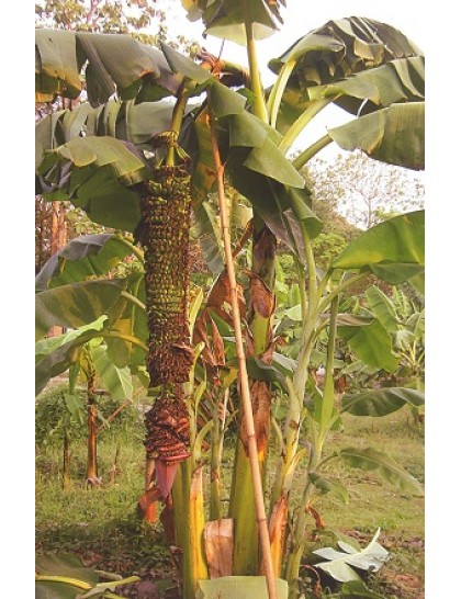 Musa 'Thousand Fingers' (Roi Wi), Musa chiliocarpa